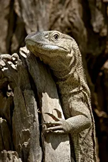 Rock Monitor (White-Throated Monitor) (Varanus albigularis), Kruger National Park