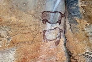 Images Dated 30th November 2008: Rock paintings approx. 4000 years old, Tsodilo Hills, UNESCO World Heritage Site