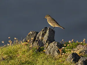 Rock Pipit, County Clare, Munster, Republic of Ireland, Europe