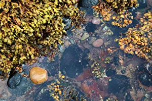 Day Time Prints: Rock pool at Catterline, Aberdeenshire, Scotland, United Kingdom, Europe
