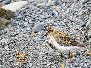 Shorebird Prints: Rock sandpiper forages on Saint Mathew Island along the shore in the Bering Sea during a clear day