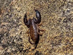 Reptile Prints: Rock scorpion Oppisthacanthus madagascariensis climbs on a rock in Madagascar's Isalo National Park during the day