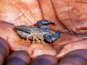 Safety Prints: Rock scorpion sits in the hand of a guide during a visit in Isalo National Park