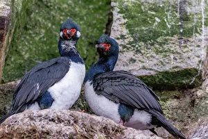 Wildlife Conservation Prints: Rock shag (Phalacrocorax magellanicus)