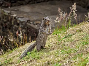 Curious Prints: The rock squirrel (Otospermophilus variegatus) at The Great Pyramid Archaeological Site