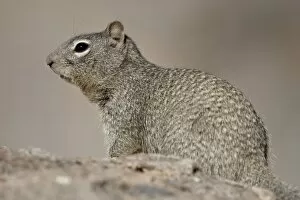 Images Dated 20th November 2009: Rock Squirrel (Spermophilus variegatus), City of Rocks State Park, New Mexico