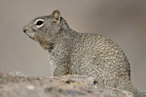 Images Dated 20th November 2009: Rock Squirrel (Spermophilus variegatus), City of Rocks State Park, New Mexico