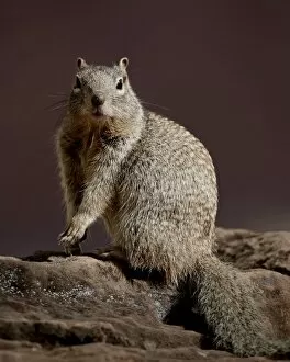 Images Dated 1st November 2010: Rock Squirrel (Spermophilus variegatus), Zion National Park, Utah, United States of America