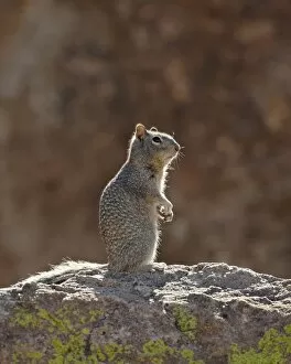 Images Dated 20th November 2009: Rock squirrel (Spermophilus variegatus), City of Rocks State Park, New Mexico