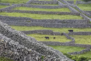 Fertile Prints: Rock walls create small paddocks for sheep and cattle on Inisheer