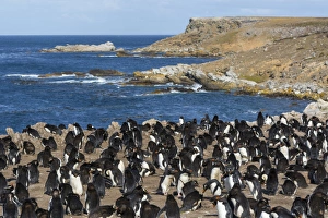 Flightless Bird Gallery: Rockhopper penguin colony (Eudyptes chrysocome), Falkland Islands, South America