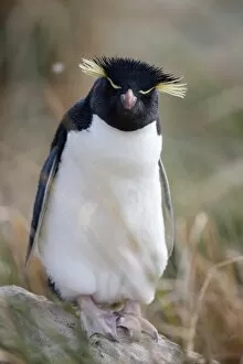 Rockhopper penguin (Eudyptes chrysocome chrysocome), Falkland Islands, South America