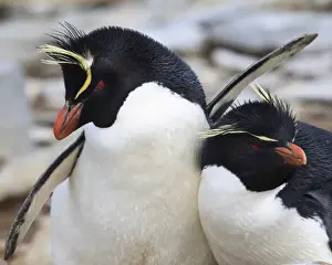 Rockhopper Point Prints: Rockhopper penguin (Eudyptes chrysocome) courtship behaviour