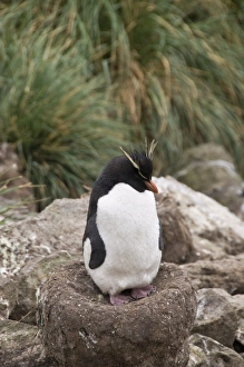 Images Dated 4th March 2009: Rockhopper penguins, West Point Island, Falkland Islands, South America