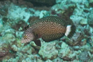Fishes Prints: Rockmover Wrasse (Novaculichthys taeniourus)