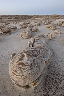 Images Dated 25th December 2010: Rocks at the Egg Factory at dusk, Bisti Wilderness, New Mexico, United States of America