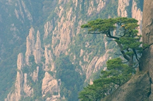 White Cloud Prints: Rocks and pine trees, White Cloud scenic area, Huang Shan (Yellow Mountain)