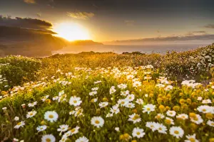 Rocky coast at the Ponta da Sao Lourenco and spring flowers at sunset, Eastern tip of the island