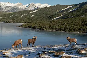 Three Animals Prints: Rocky mountain bighorn rams (ovis canadensis) during the rut (mating) season