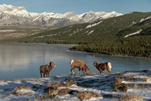 Three Animals Prints: Rocky mountain bighorn rams (ovis canadensis) during the rut (mating) season