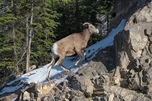 Alberta Prints: Rocky mountain bighorn sheep female (Ovis canadensis) on a wintry mountain