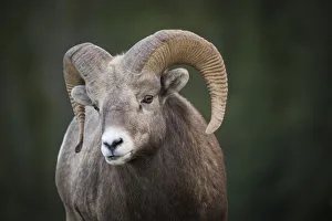 Rocky Mountain Bighorn Sheep Ram (Ovis canadensis), Jasper National Park, Alberta