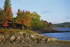 Maine Prints: Rocky shoreline and trees in fall colours at the scenic harbour