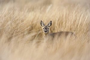 Islay Prints: Roe deer buck (Capreolus capreolus), Islay, Scotland, United Kingdom, Europe