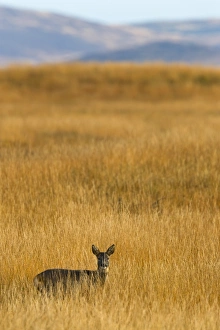 Islay Prints: Roe deer (Capreolus capreolus), Islay, Scotland, United Kingdom, Europe