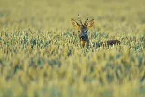Males Prints: Roebuck (Capreolus capreolus) in a grain field, Vechta, Lower Saxony, Germany