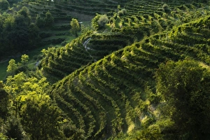 Rolle, Valdobbiadene, Veneto, Italy, Europe