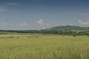 Wheat Field Prints: Rolling countryside with wheat fields and forests around town of Mikulov with its castle