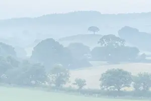 Rolling Devon countryside at dawn on a misty summer morning, Devon, England