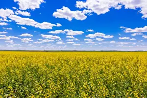 Grasslands Prints: Rolling field of yellow flowers under a blue sky and fluffy clouds, North Dakota