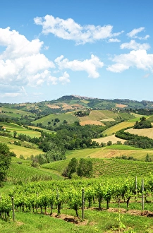 Marche Prints: Rolling hills and vineyards of Marche region, Italy