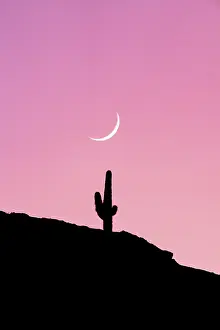 Hilltop Prints: Romantic pink sky and moon over the silhouette of a cactus on hilltop at sunrise