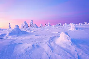 Lapland Prints: Romantic sky at dawn over frozen trees covered with snow