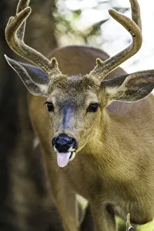 Roosevelt Elk at Olympic National Park, UNESCO World Heritage Site, Washington State
