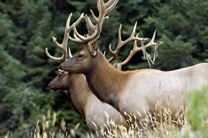 Images Dated 7th August 2007: Roosevelt elk, Oregon, United States of America, North America
