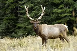 Images Dated 7th August 2007: Roosevelt elk, Oregon, United States of America, North America