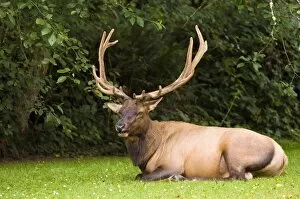 Images Dated 7th August 2007: Roosevelt elk in Redwood National Park, California, United States of America
