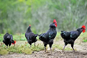 Breeding Prints: Roosters walking at Quatre Graces farm in Beaumarches in the Gers department of the Occitanie region in southwestern