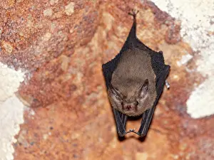 Ecology Prints: Roosting western sheath-tailed bat in Sakalavas Cave located in Madagascar's Anjajavy Private Reserve
