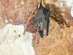 Ecology Prints: Roosting western sheath-tailed bat in Sakalavas Cave in Madagascar during daytime hours
