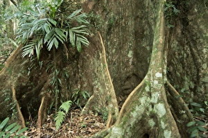 Undergrowth Prints: Root detail, Dorrigo National Park, New South Wales, Australia, Pacific