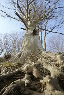 Beech Prints: Roots, trunk and branches of the common beech tree (Fagus Sylvatica), South Devon