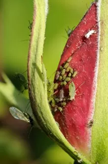 Rose aphids (Macrosiphum rosae) feeding on rose bud in a Wiltshire garden, England, United Kingdom, Europe