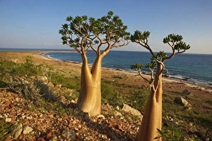 Images Dated 11th November 2008: Rose of Desert (Adenium Obesum ssp. Sokotranum), Dihamri Beach, Socotra Island, Yemen, Middle East