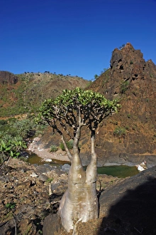 Images Dated 9th November 2008: Rose of Desert (Adenium Obesum ssp. Sokotranum), Dihamri Beach, Socotra Island, Yemen, Middle East