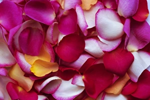 Rose Prints: Rose petals